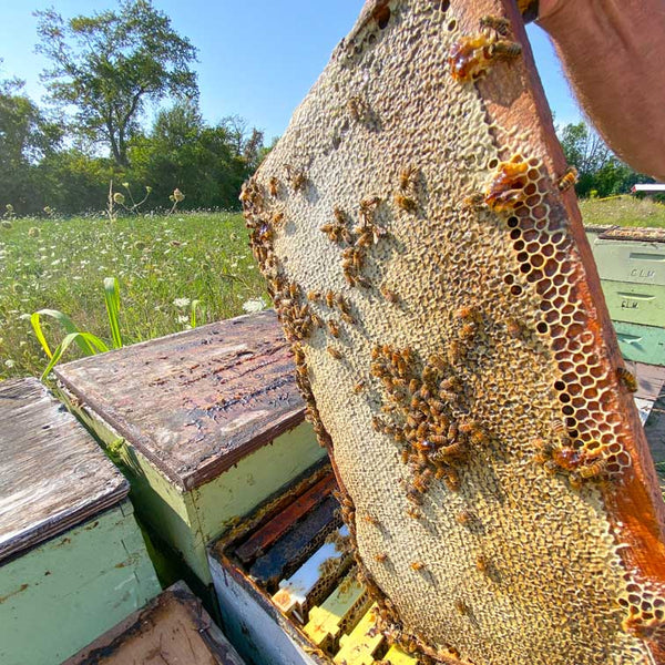 What Is Raw Honey?